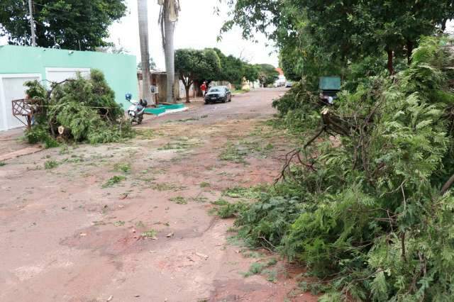 Chuva de 41 mil&iacute;metros derrubou &aacute;rvores e tamb&eacute;m a temperatura  