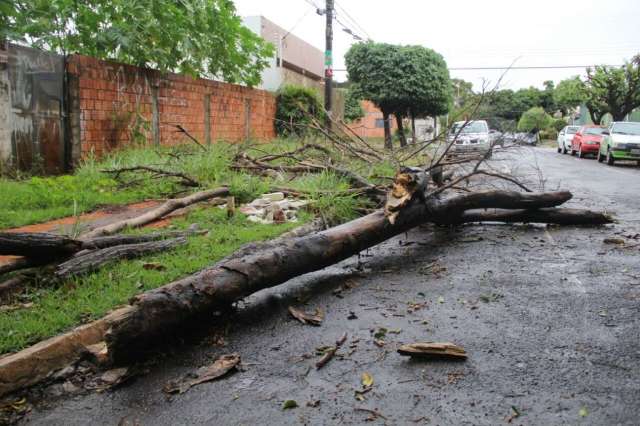 Chuva forte derruba tr&ecirc;s &aacute;rvores em menos de meia hora na Capital