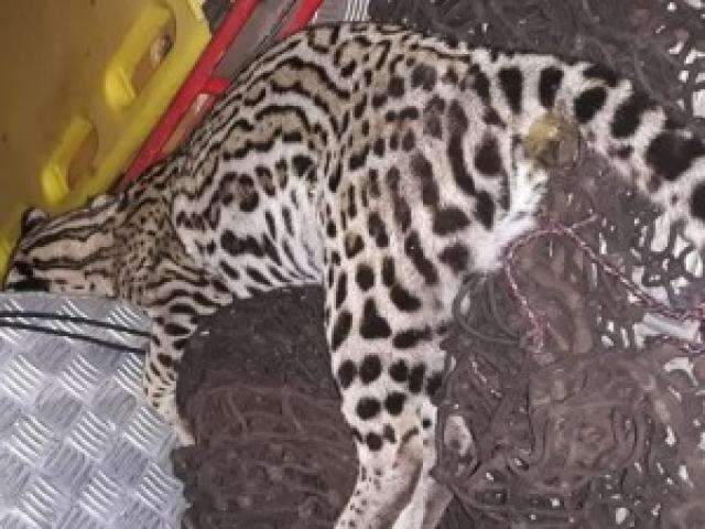 Jaguatirica &eacute; encontrada morta em avenida no interior 