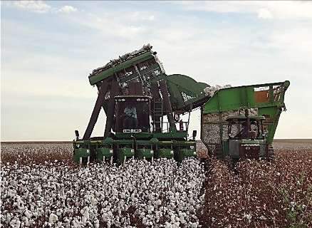 Primeiro leilão de algodão deste ano negociou 18 mil toneladas em MS