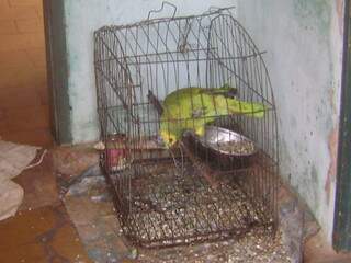 Papagaio preso em gaiola nos fundos da residência (Foto: Divulgação/PMA)