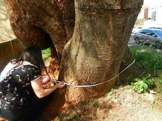 Euiqpes realizam manejo com uso de topógrafo para traçar diagnósticos sobre árvores de canteiros centrais. (Foto: Divulgação/Semadur)