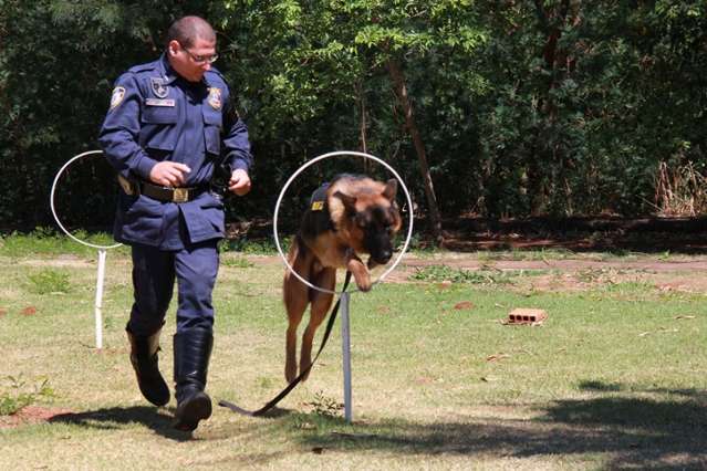 Guardas municipais aprendem t&eacute;cnicas de adestramento canino em S&atilde;o Paulo