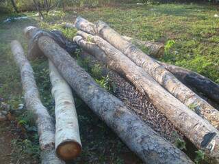 Polícia encontrou 8,61 m³ de madeira das espécies “angico” e “cumbaru”, em esteio e vigas (Foto: PMA/Divulgação)
