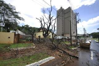 Árvore seca caiu sobre um muro na Mato Grosso (Foto: Marcelo Calazans)