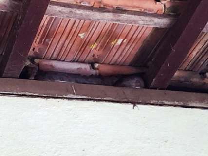 Moradores encontram jiboia de dois metros em telhado de residência