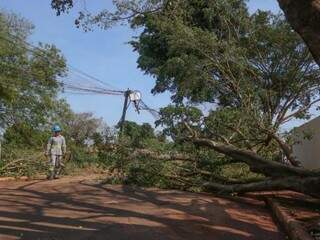 Na rua do posto do Jardim Botafogo, queda de árvore danificou poste (Foto: Marcos Maluf)