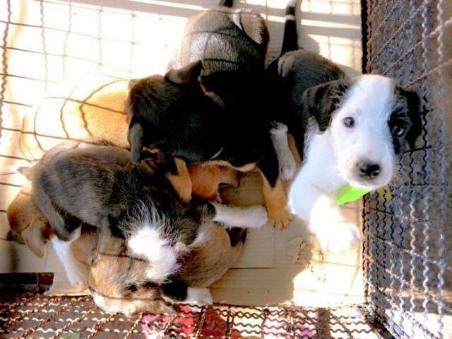 Feira de ado&ccedil;&atilde;o de gatos e cachorros est&aacute; marcada para s&aacute;bado no CCZ