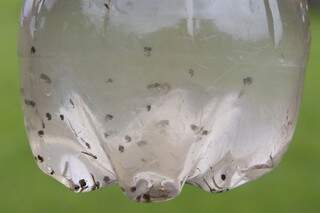 No início do ano passado, larvas do mosquito da dengue foram encontradas no espelho d&#039;água do espaço no Parque das Nações Indígenas (Foto: Arquivo)