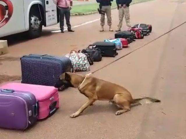 Com a ajuda de c&atilde;es PRF apreende adolescente com maconha na BR-163