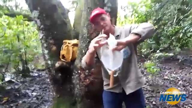 Secretaria de Sa&uacute;de do Estado investiga morte de macacos em Aparecida do Taboado
