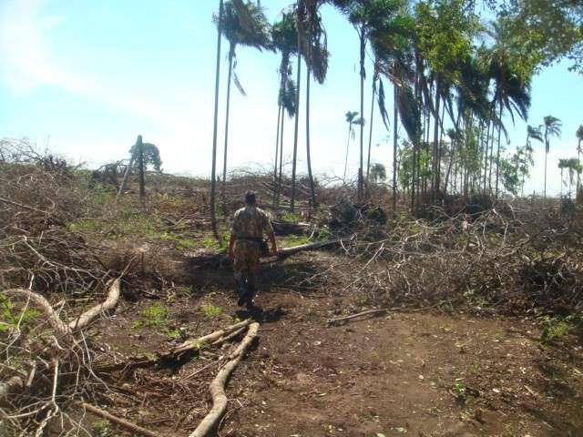 Fazendeiro desmata 12 hectares de &aacute;rea rural e &eacute; multado em R$ 60 mil