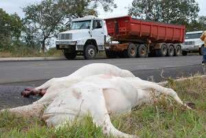  Caminh&atilde;o atropela e mata 5 bezerros em Alcin&oacute;polis