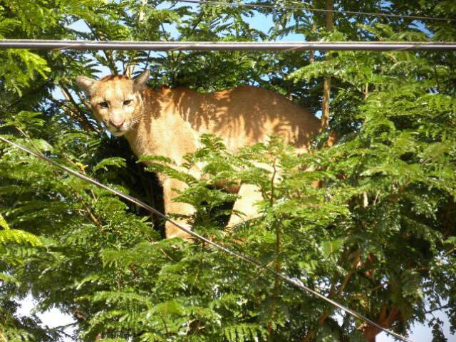  On&ccedil;a empaca em cima de &aacute;rvore em avenida em Caarap&oacute; 