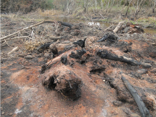 O proprietário rural desmatou 2,5 hectares de vegetação nativa de uma área de preservação. (Foto: divulgação) 