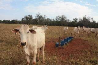 Seca contribuiu na falta de bovinos para abate, em setembro. (Foto: Renata Volpe Haddad)