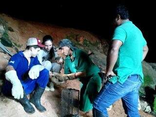 Mato Grosso do Sul registra queda de casos de raiva nos &uacute;ltimos 10 anos