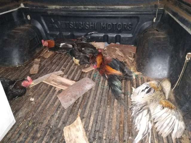 Pol&iacute;cia apreende aves silvestres em cativeiro e aplica R$ 13 mil em multas