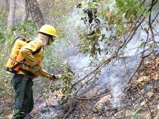 Brigadista combate queimada em mata no Pantanal (Foto: Diário Corumbaense)