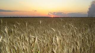 Conab realiza amanhã o quinto leilão de Pepro (Prêmio Equalizador Pago ao Produtor Rural) de trigo, deste ano (Foto: Canal do Produtor)