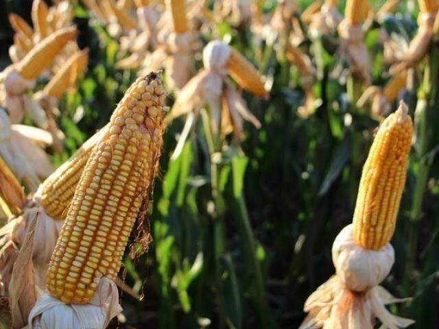 Tabelamento do frete emperra venda do milho em Mato Grosso do Sul