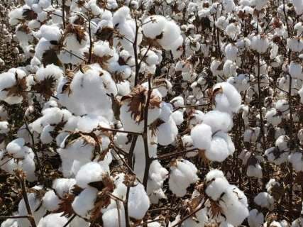 Colheita do algodão alcança metade da área plantada em MS