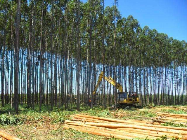 Ind&uacute;stria de celulose rebate MPT e diz que trabalha dentro da lei 