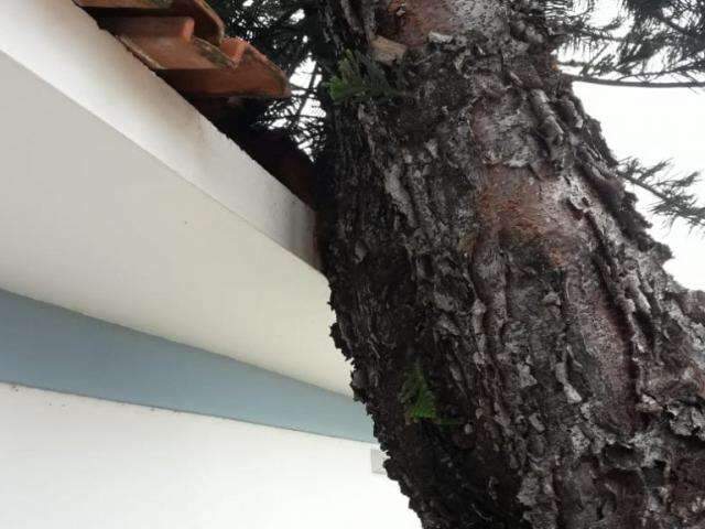 &Aacute;rvore tomba sobre telhado de centro de acolhimento em Campo Grande