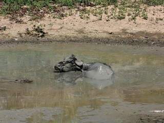 Búfala ficou atolado ao tentar se refrescar no que sobrou de um lago. (Foto: Silvio de Andrade) 