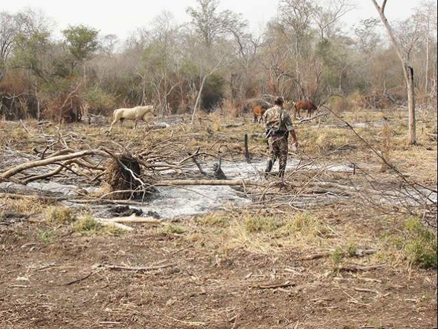  Estiagem faz focos de queimadas crescerem 6 vezes no Pantanal