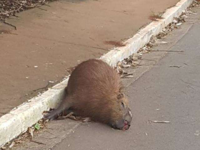 Vídeo mostra tentativa de socorrer uma capivara que ratejava pela ruas de  Campo Grande; animal não resiste, Radar Brasil