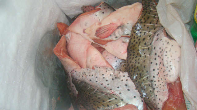  PM apreende 96 quilos de fil&eacute; de pintado com 2 homens em Aquidauana