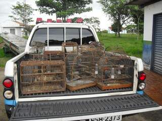Os 16 pássaros eram criados em gaiolas e sem autorização ambiental. (Foto: Divulgação)