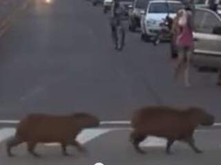 Capivara é flagrada correndo na rua em bairro da zona Oeste de Franca; VÍDEO