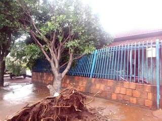 Árvore despencou sobre portão de residência em Nova Alvorada do Sul. (Foto: Alvorada Informa)