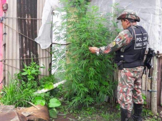 PMA investiga desmatamento e encontra p&eacute;s de maconha em ch&aacute;cara