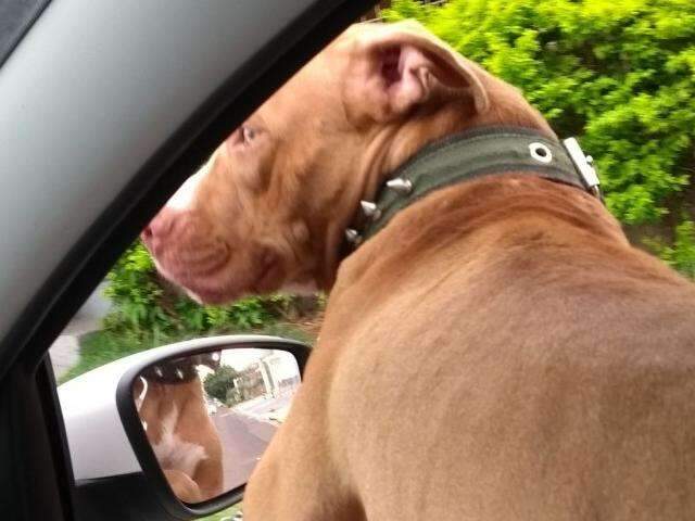 Homem mata pitbull a golpes de fac&atilde;o na frente dos filhos pequenos