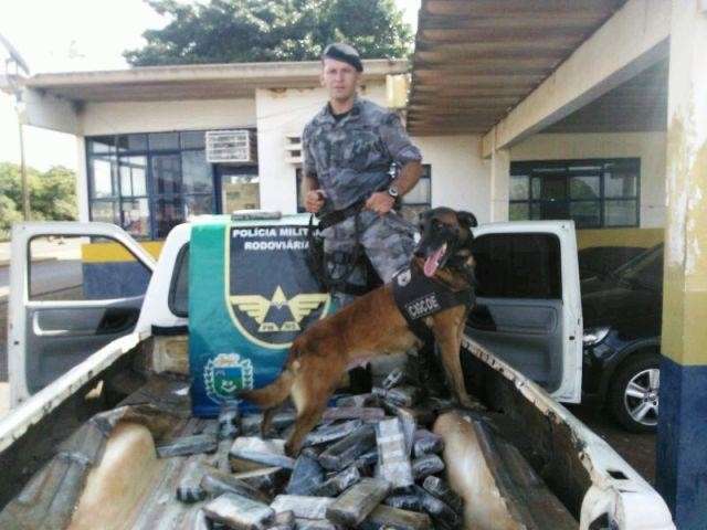C&atilde;es farejadores encontram 68 quilos de maconha em caminhonete 
