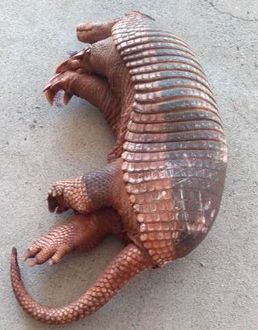 Tatu-canastra de 36 quilos &eacute; encontrado atropelado na MS-395