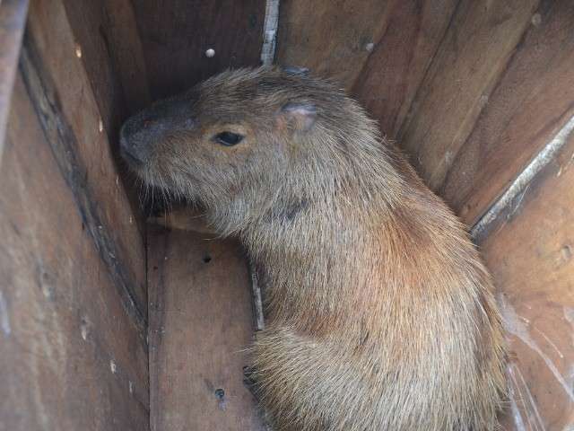 Capivara encontrada em guarda-roupa &eacute; solta pelo Cras em fazenda