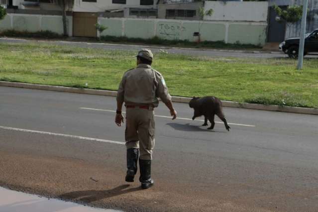 Bombeiros levam 30 minutos para resgatar capivara na Via Morena