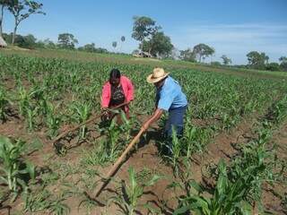 Índios trabalham no cultivo de milho em área invadida em Sidrolândia (Foto: Divulgação)