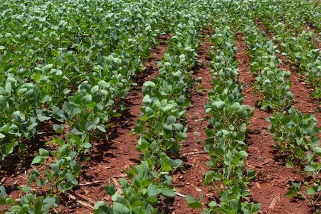 MS &eacute; o 11&deg; mais competitivo do agroneg&oacute;cio, aponta &iacute;ndice
