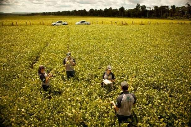 Expedi&ccedil;&atilde;o percorre MS por tr&ecirc;s dias para mapear soja precoce 