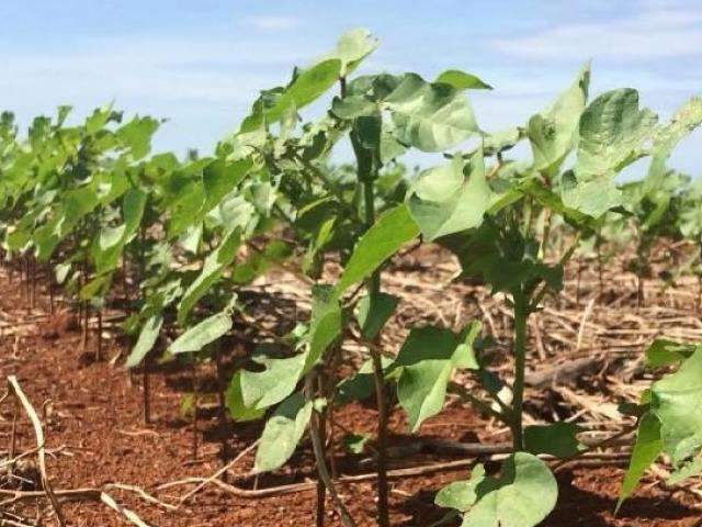 Plantio do algod&atilde;o termina dia 31 e MS j&aacute; aumentou em 6% a &aacute;rea da lavoura