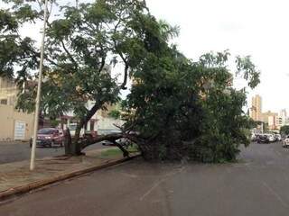 Árvore atrapalhou o trânsito na Fernando Correa da Costa (Fotos: Direto das Ruas)