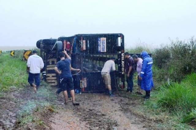 Caminh&atilde;o boiadeiro carregado com 20 animais tomba na MS-141