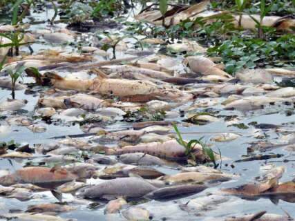 MPE abre inquérito para investigar morte de peixes em Aquidauana