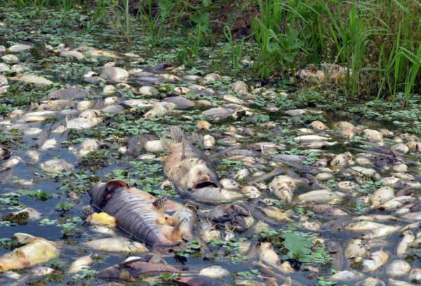  Em 5 dias, PMA espera ter acesso &agrave; an&aacute;lise sobre morte de peixes