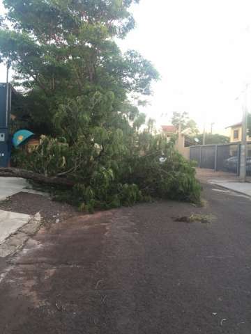 Depois de 24 horas, &aacute;rvore tombada pelo temporal continua obstruindo tr&acirc;nsito